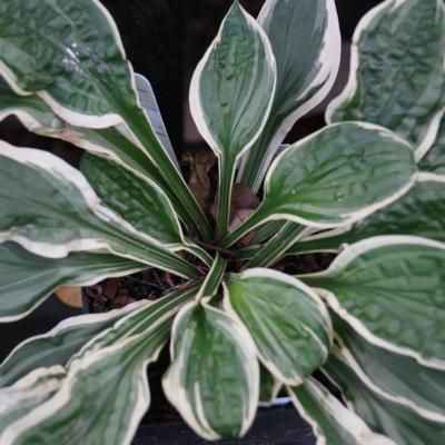 Hosta 'Lakeside Dimpled Darling'